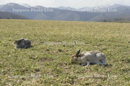 草原で過ごすエゾユキウサギ