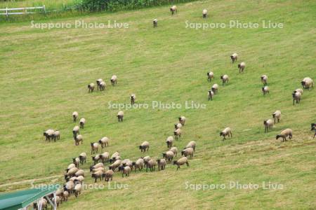 羊の放牧