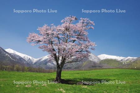 円山町営育成牧場の桜と日高山脈