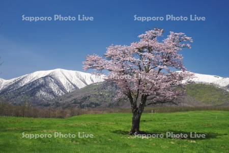 円山町営育成牧場の桜と日高山脈