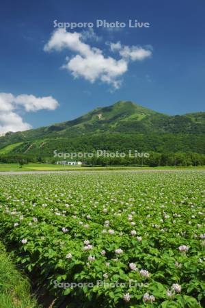 ニセコ連峰とジャガイモの花