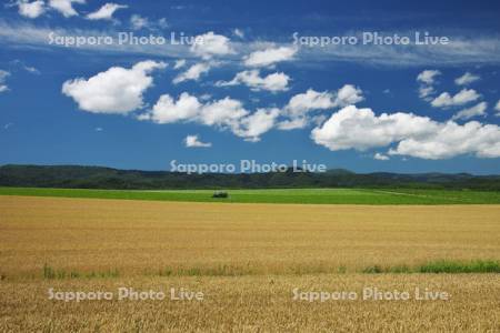 麦畑と雲とトラクター