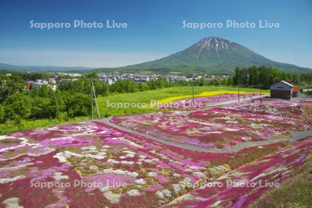 三島さんの芝桜庭園と羊蹄山