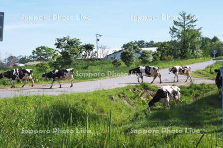 道を横断する牛