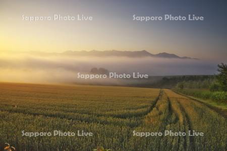 十勝岳連峰の朝と麦畑と朝霧