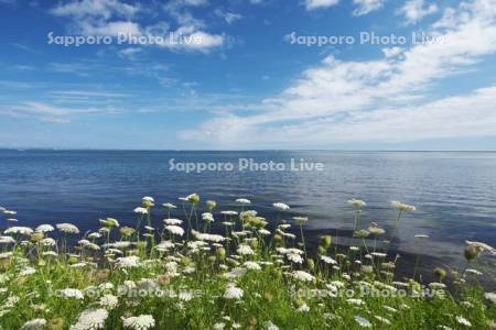 サロマ湖と野の花