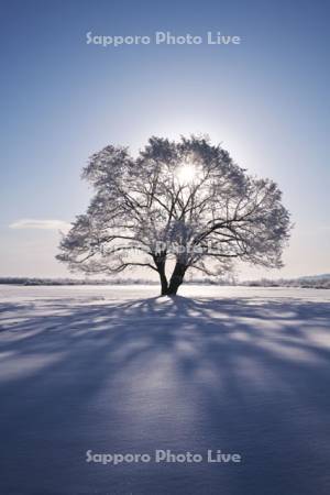 はるにれの木と太陽　樹氷