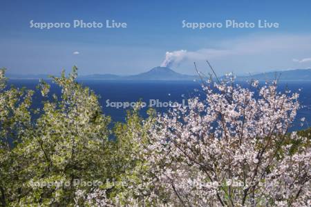 魚見岳自然公園の桜と桜島の噴煙