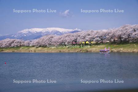 白石川堤一目千本桜と蔵王連峰