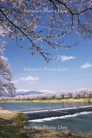 白石川堤一目千本桜と蔵王連峰
