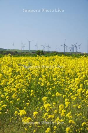 風力発電と菜の花