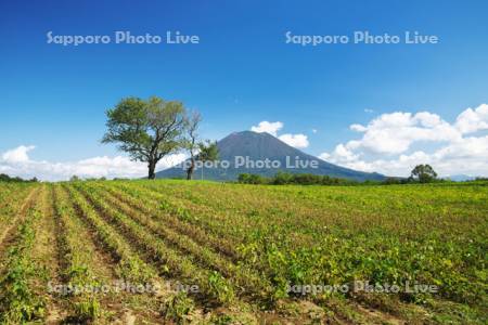 羊蹄山と豆畑とサクランボの木