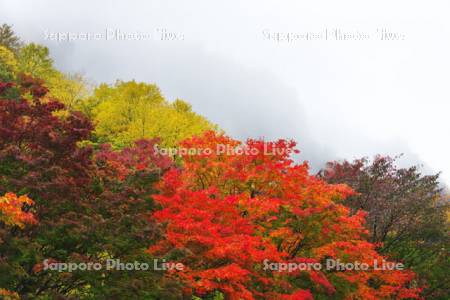 層雲峡の紅葉と霧