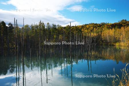 青い池の秋