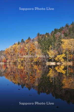 チミケップ湖の秋