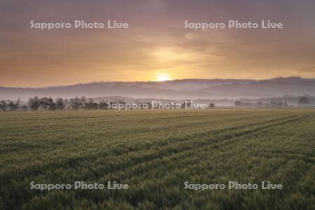 麦畑と日の出