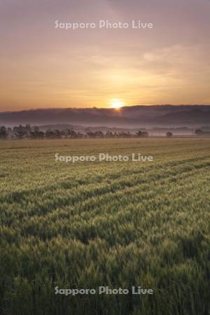 麦畑と日の出