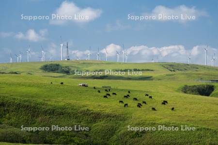 宗谷丘陵の風力発電と宗谷黒牛