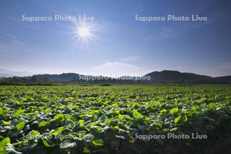 豆畑の朝と太陽