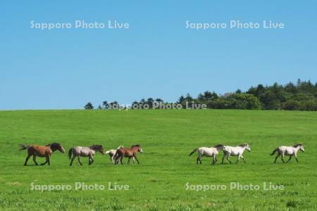 根釧台地のウマの放牧と草原