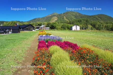 ニセコ東山(ニセコ連峰)と花畑