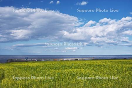 菜の花と常呂漁港とオホーツク海
