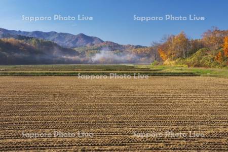 秋の水田と朝霧
