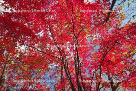 錦大沼公園のモミジの紅葉