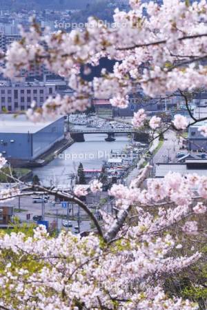 小樽運河と桜