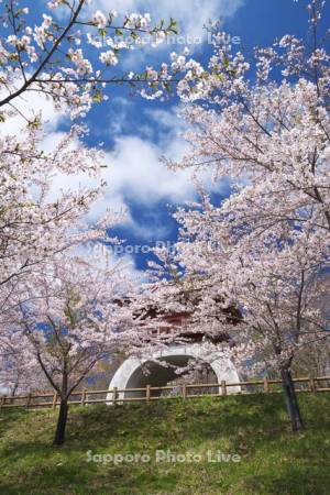 オタモイ唐門と桜