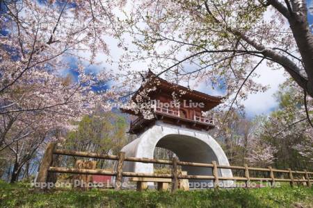 オタモイ唐門と桜