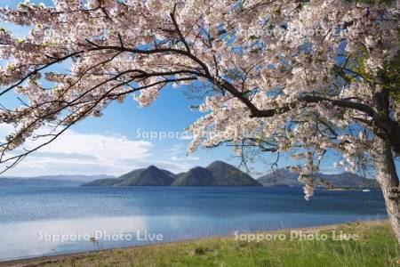 洞爺湖と中島と桜