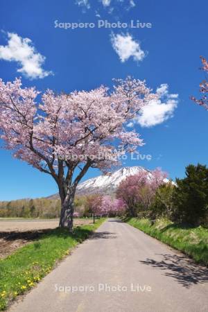 羊蹄山と桜　真狩神社