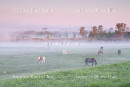 茨戸川の朝霧と馬