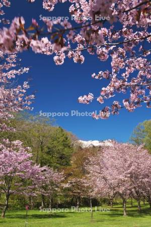 山部自然公園の桜と夕張山地
