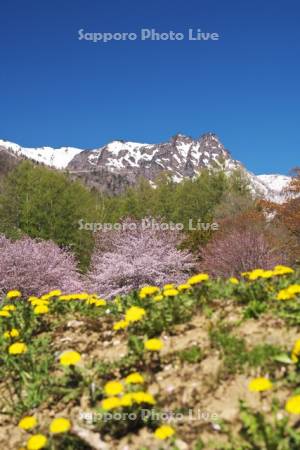 山部自然公園の桜と夕張山地