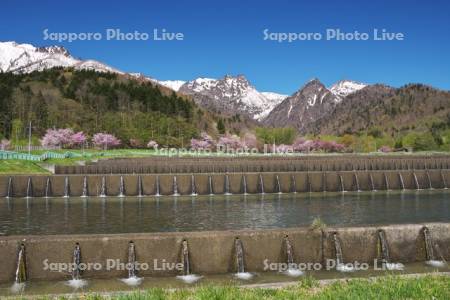 勇振川温水ため池と山部自然公園の桜と夕張山地
