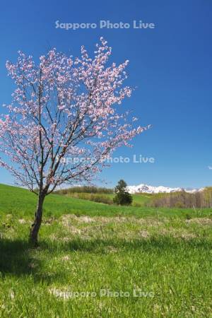 春よ来いの一本の木と夕張山地と桜