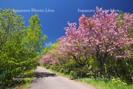 桜と道