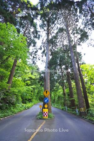 函館山登山道の真ん中にある木と交通標識