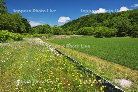 日本最北の水田と農道と野の花