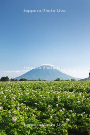 羊蹄山とジャガイモの花