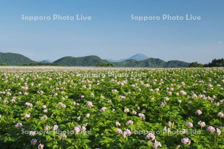 ニセコ連峰(奥)とジャガイモの花