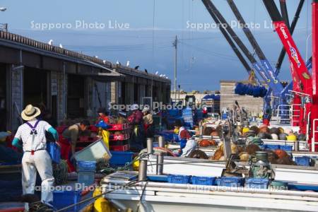 臼谷漁港の養殖ホタテの作業風景