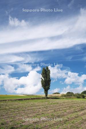 ポプラの木と雲