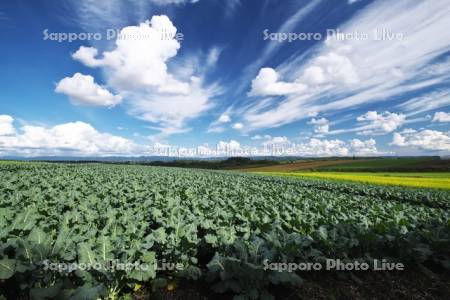 パレットの丘のブロッコリー畑と雲