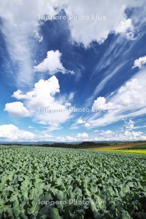 パレットの丘のブロッコリー畑と雲
