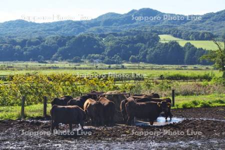牛の放牧と餌場