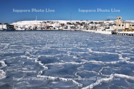 花咲港とハス葉氷