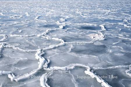 花咲港のハス葉氷